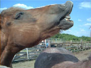 Jenny-laughing.jpg