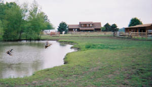 ducksoffpond1.jpg
