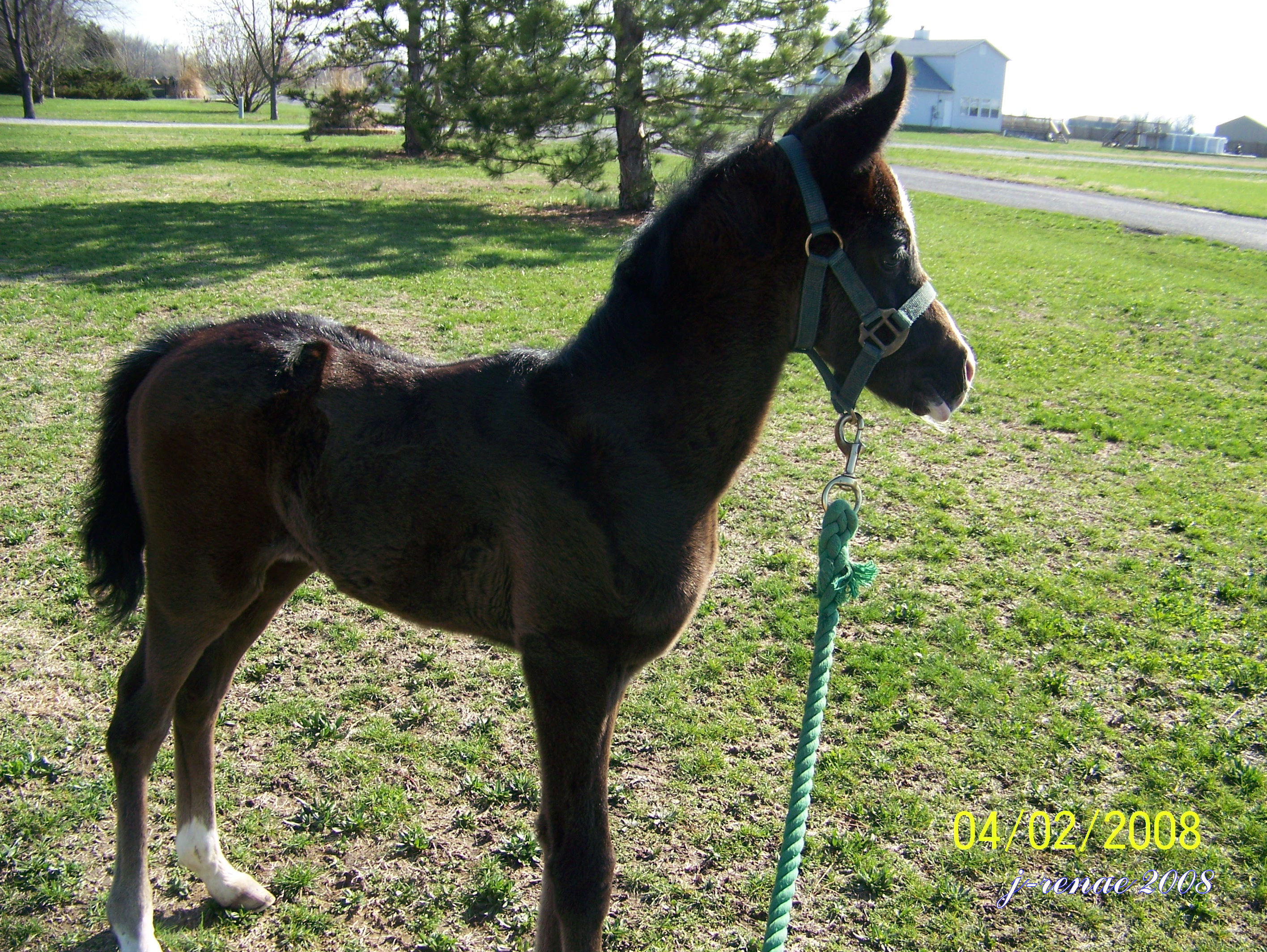 PrinceFoal1377.JPG